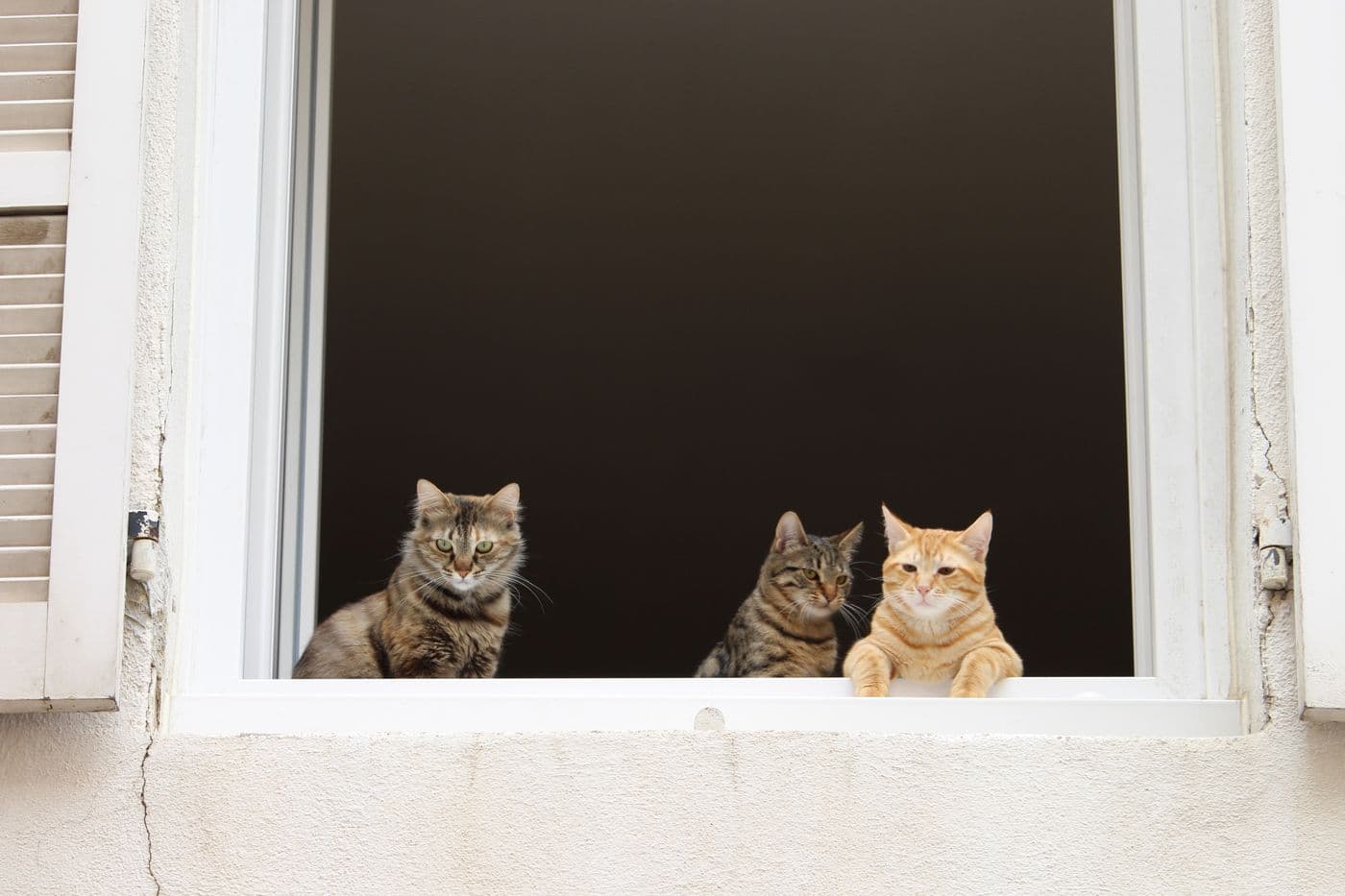 Gatos en la ventana