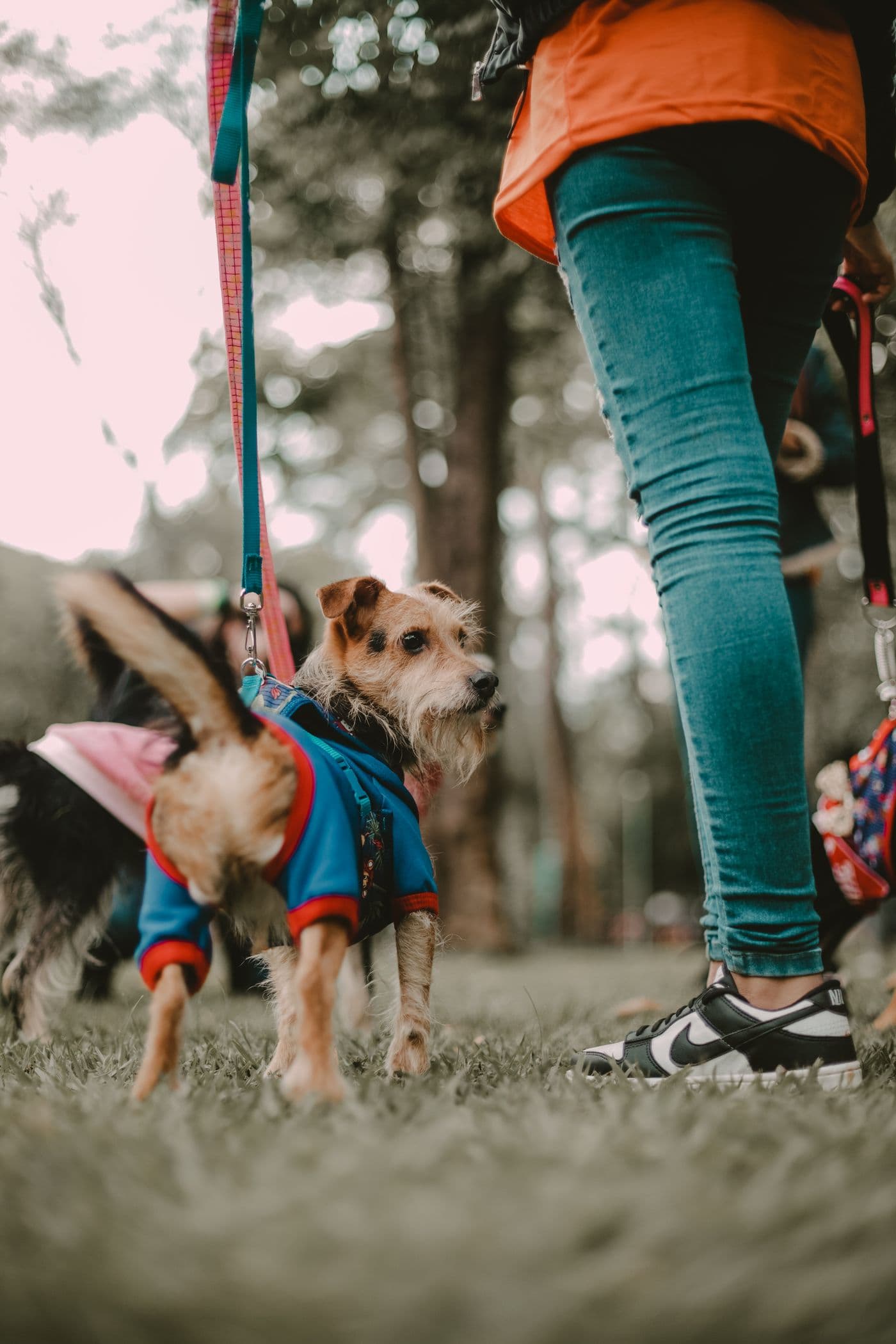Paseando dos perros